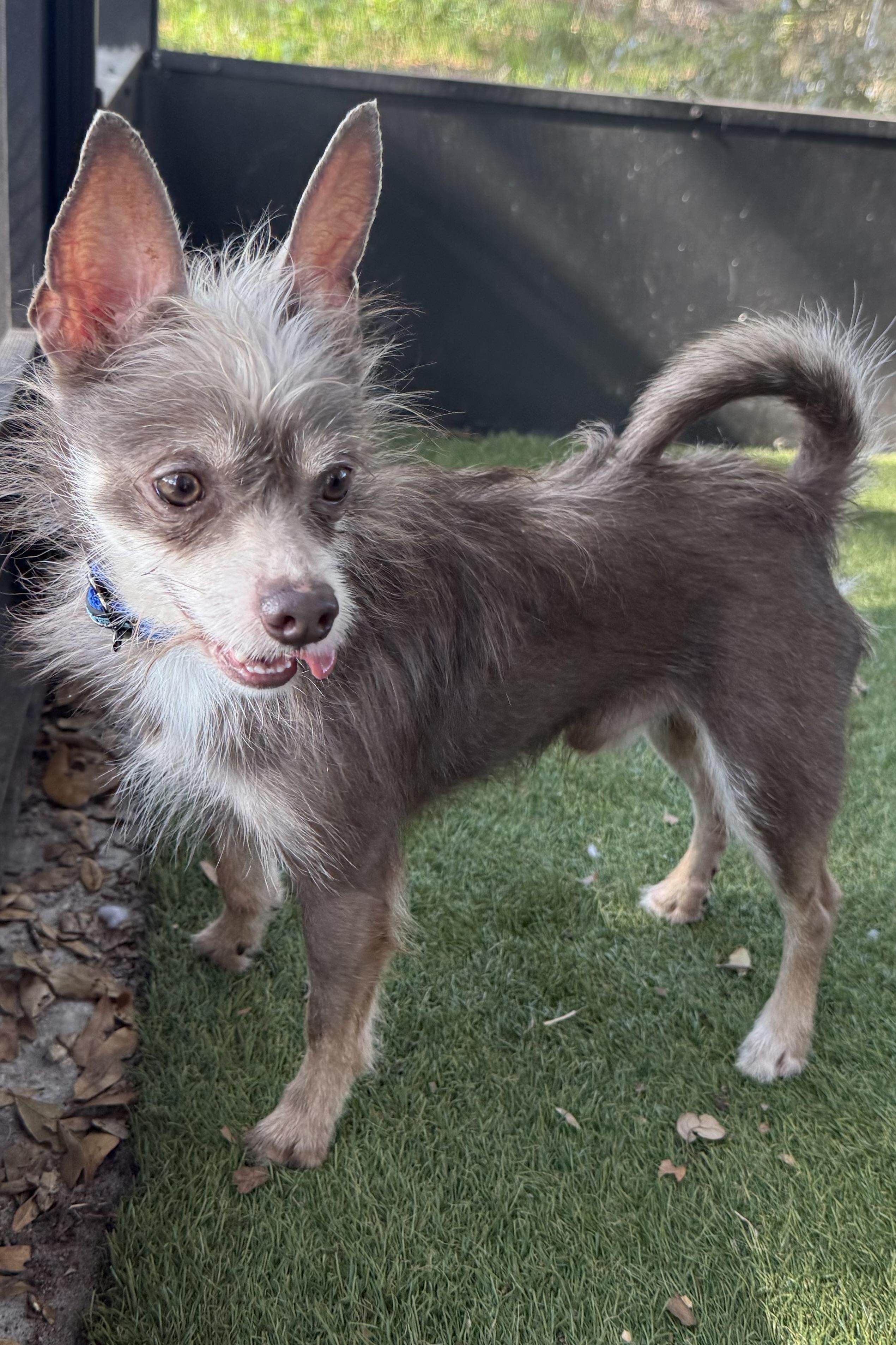 Dobby, Adoptable, Adult Male Terrier.