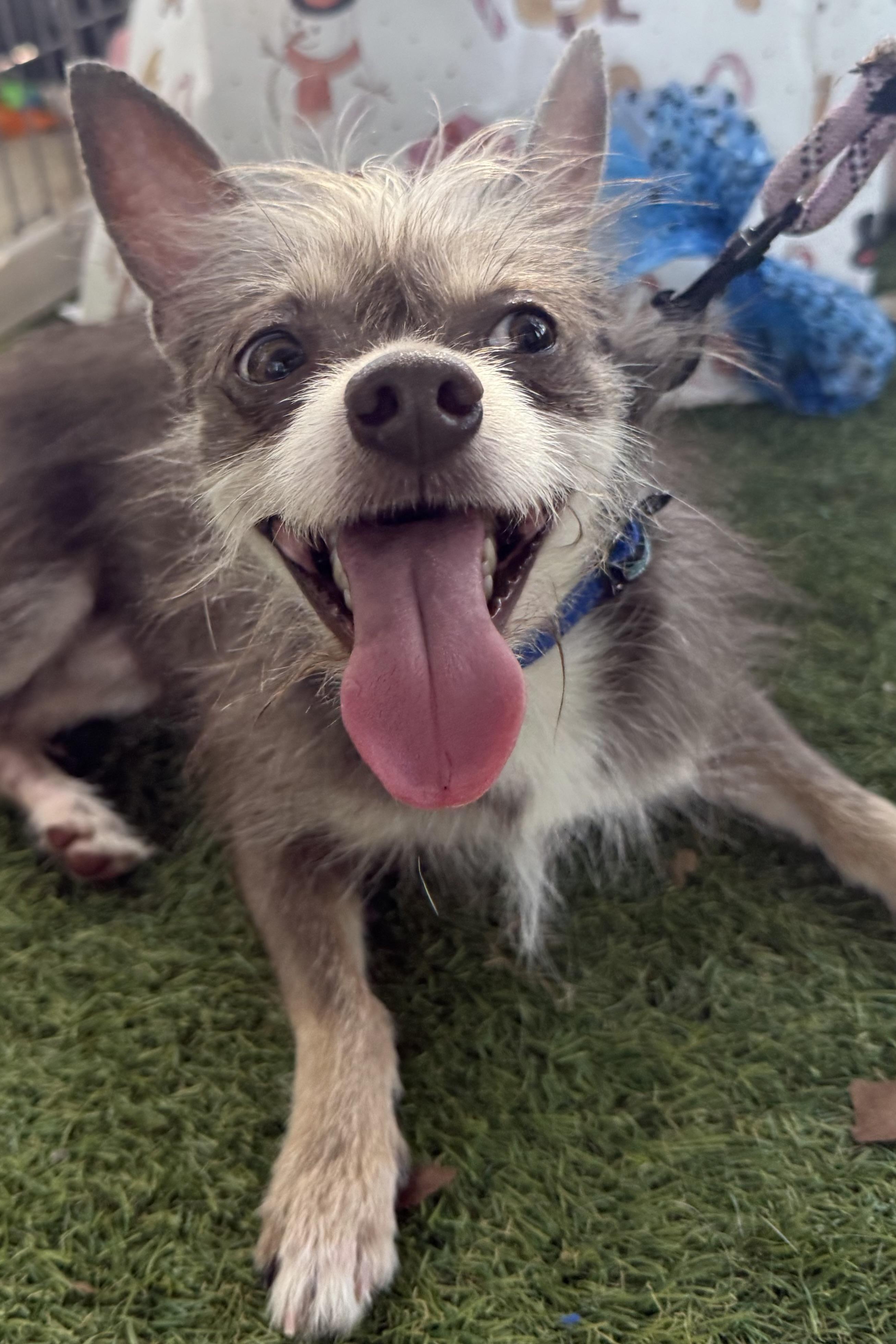 Dobby, a Adoptable Terrier in Plant City, FL image 2/3