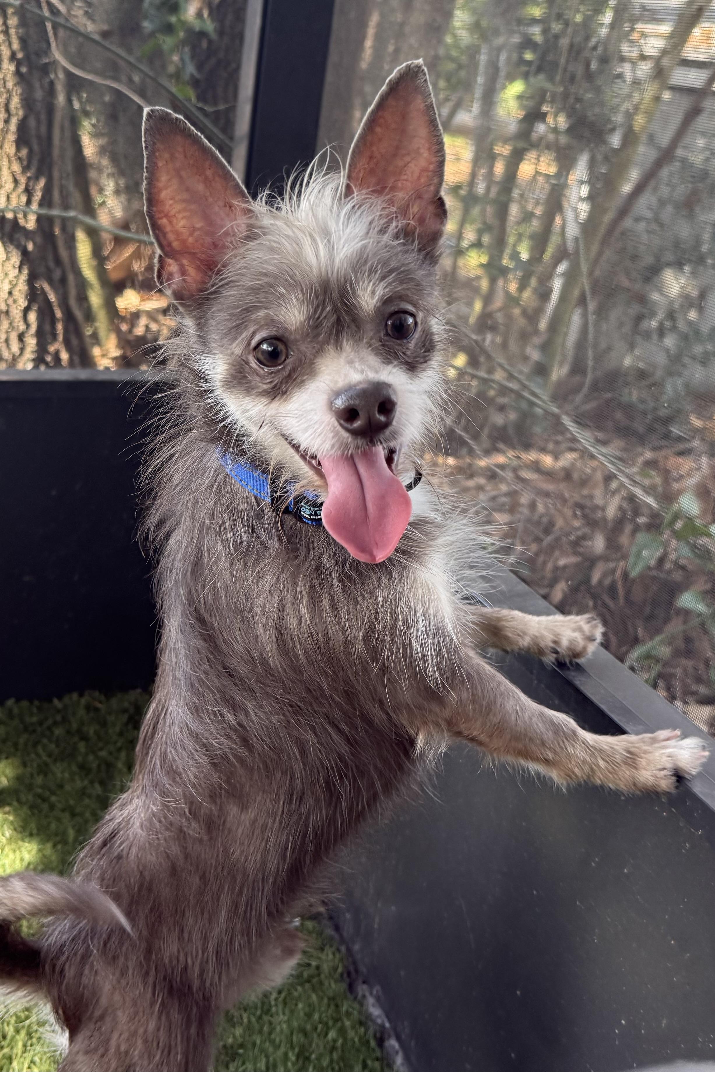 Dobby, a Adoptable Terrier in Plant City, FL image 3/3