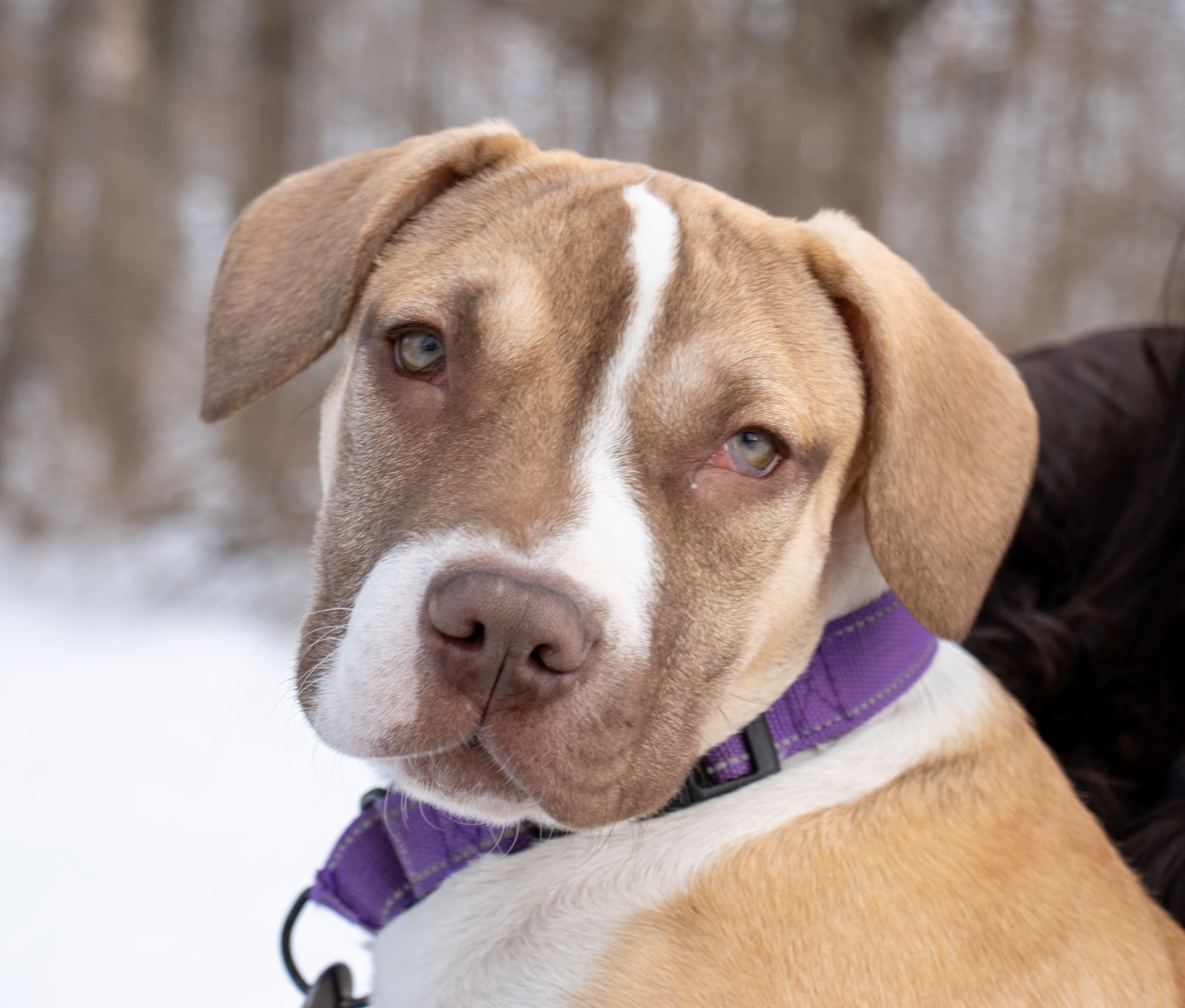 Enlarge Odette , a ADOPTABLE Mixed Breed in Argyle, NY image 1/6