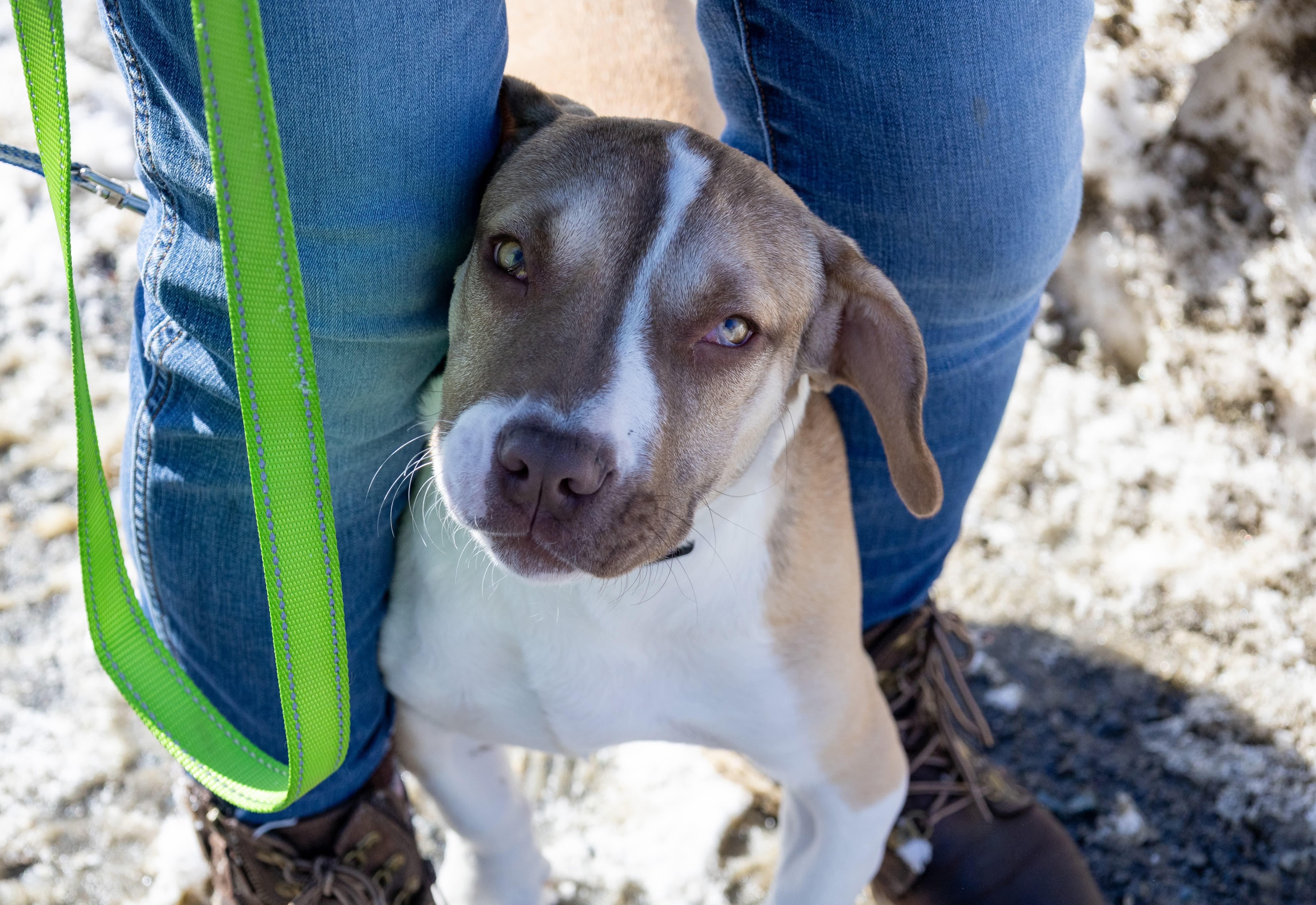 Enlarge Odette , a ADOPTABLE Mixed Breed in Argyle, NY image 5/6