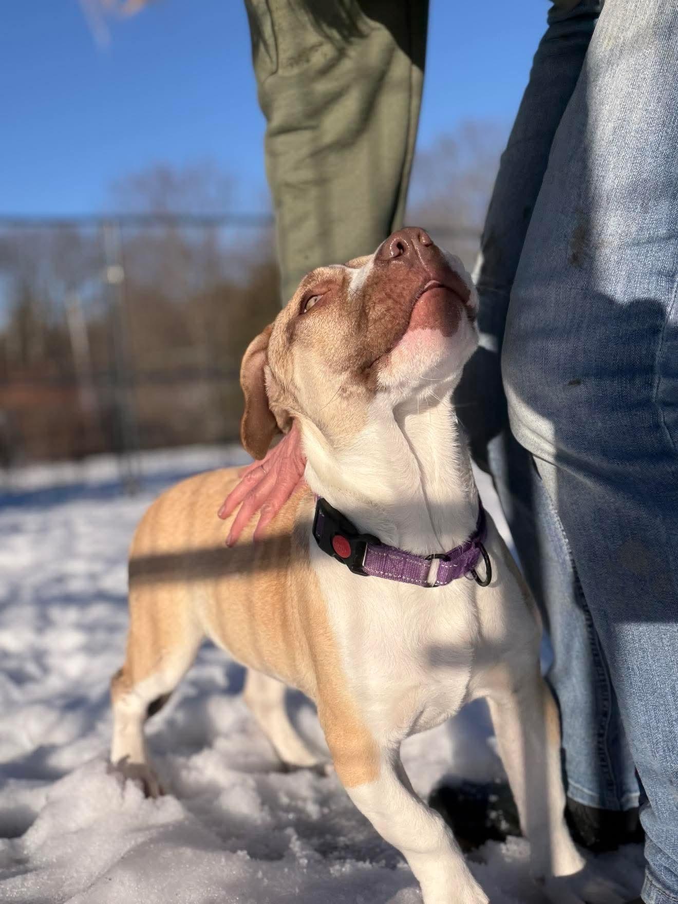 Enlarge Odette , a ADOPTABLE Mixed Breed in Argyle, NY image 6/6