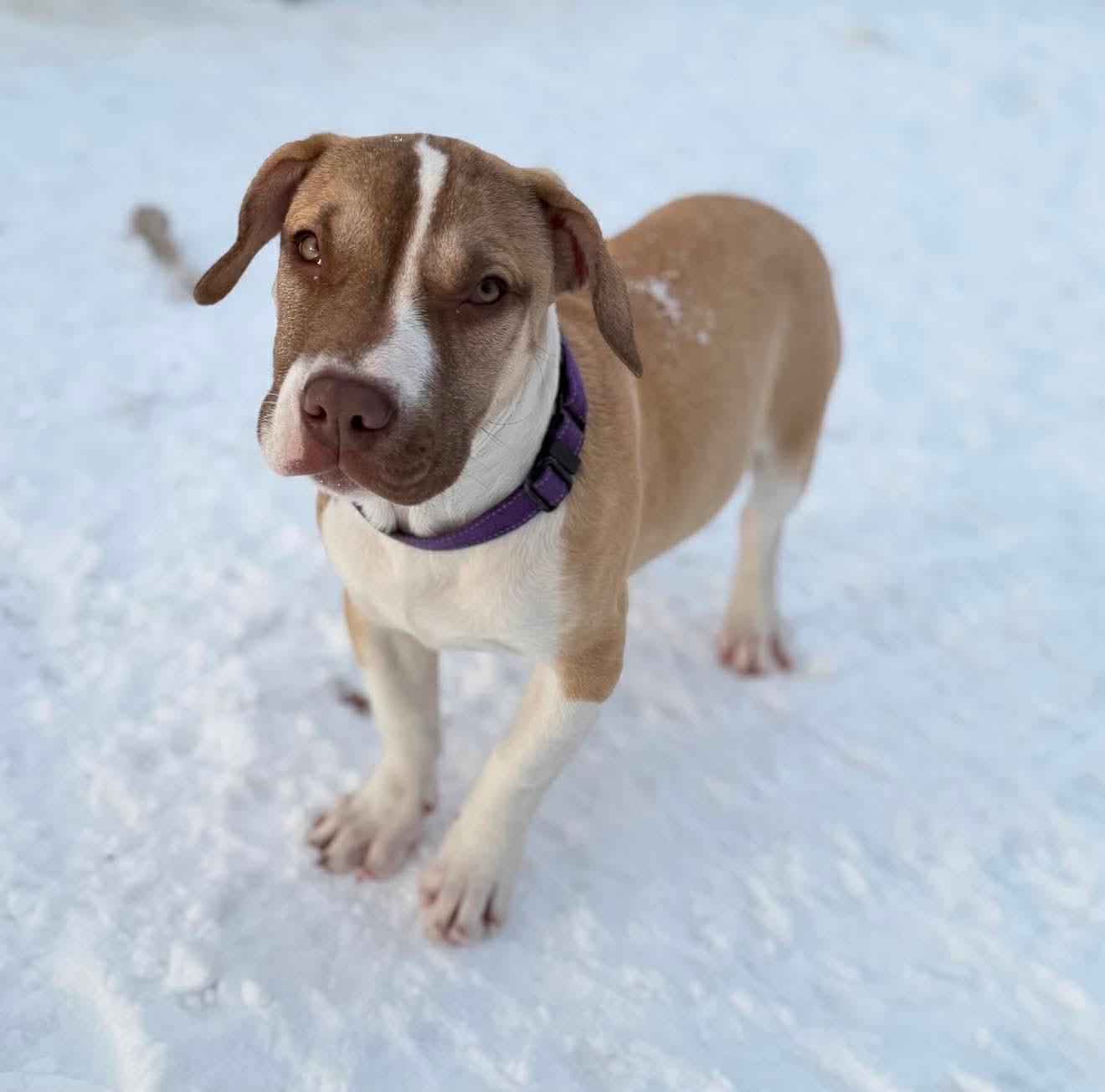 Enlarge Odette , a ADOPTABLE Mixed Breed in Argyle, NY image 3/6