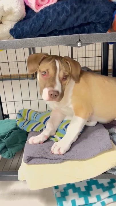 Enlarge Odette , a ADOPTABLE Mixed Breed in Argyle, NY video 4/6