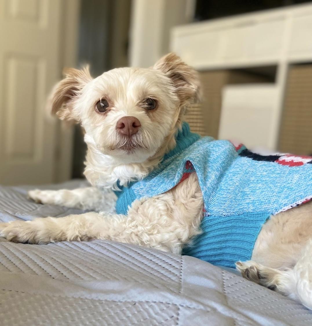 Bella #558, Adoptable, Senior Female Maltese.