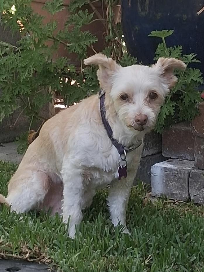 Bella #558, a Adoptable mixed breed in Placentia, CA image 2/6