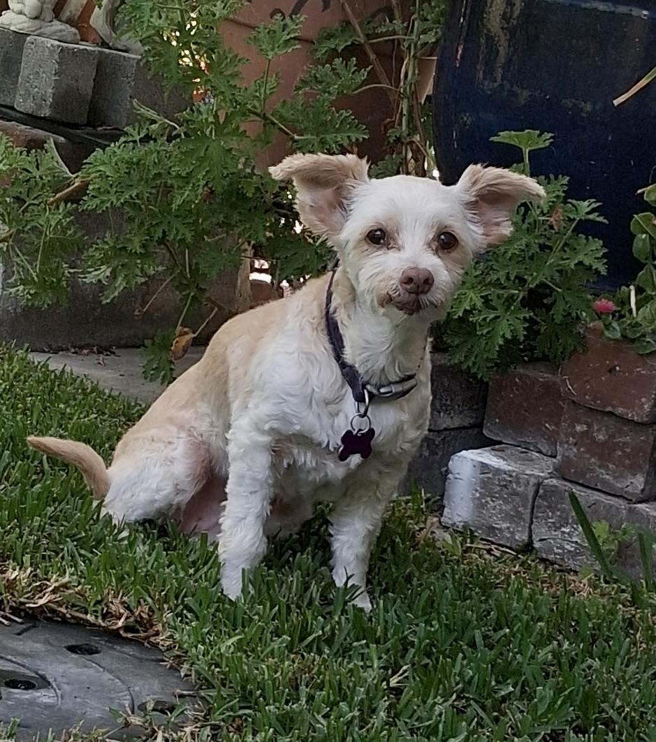 Bella #558, a Adoptable mixed breed in Placentia, CA image 3/6