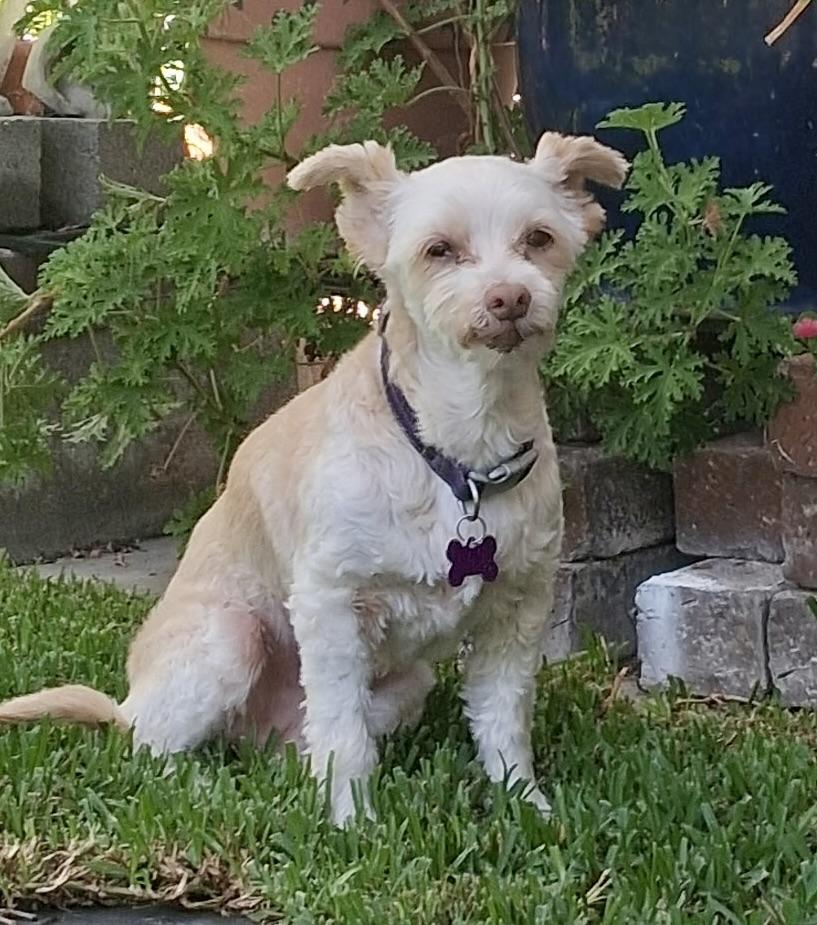 Bella #558, a Adoptable mixed breed in Placentia, CA image 4/6