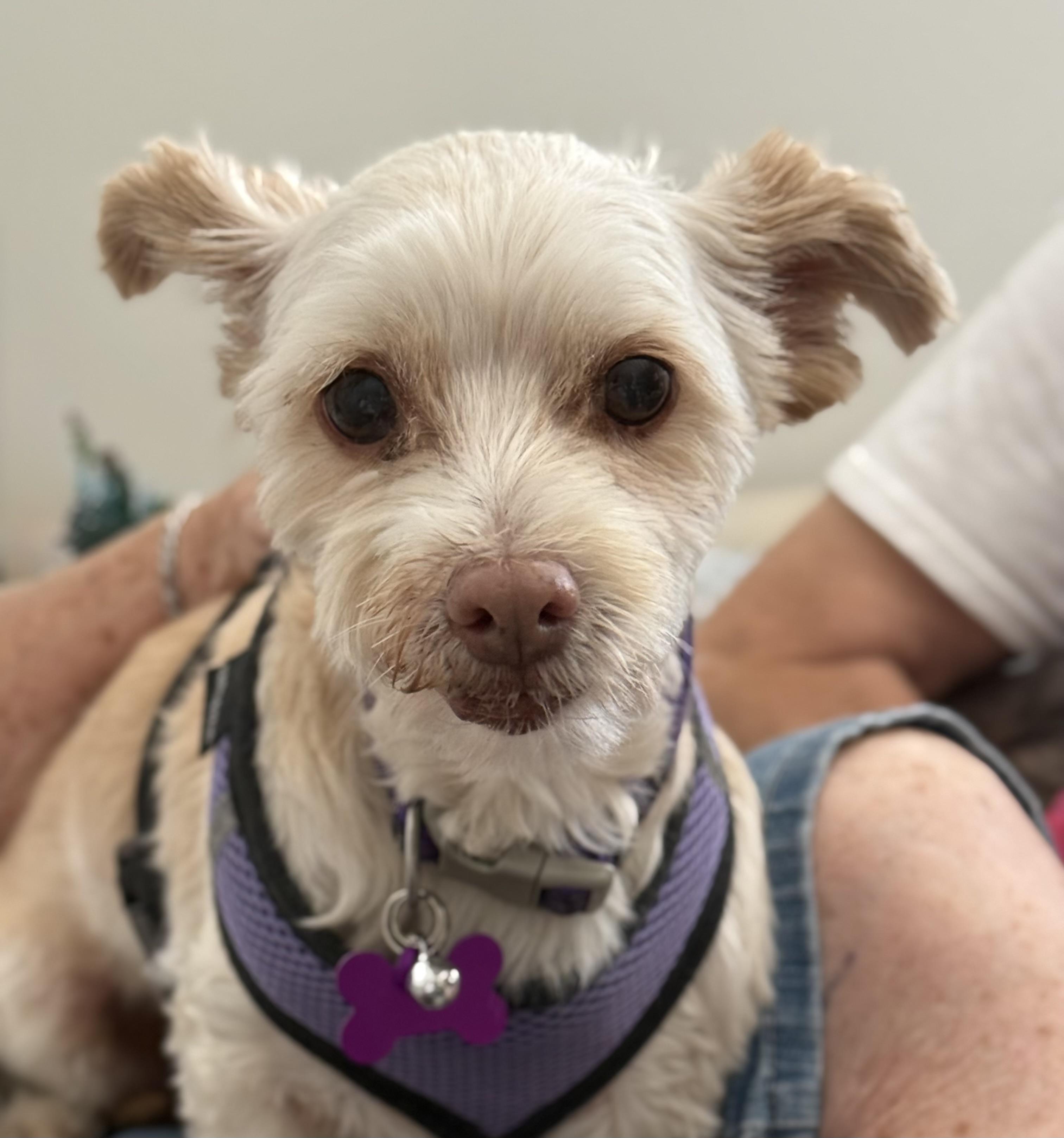 Bella #558, a Adoptable mixed breed in Placentia, CA image 5/6