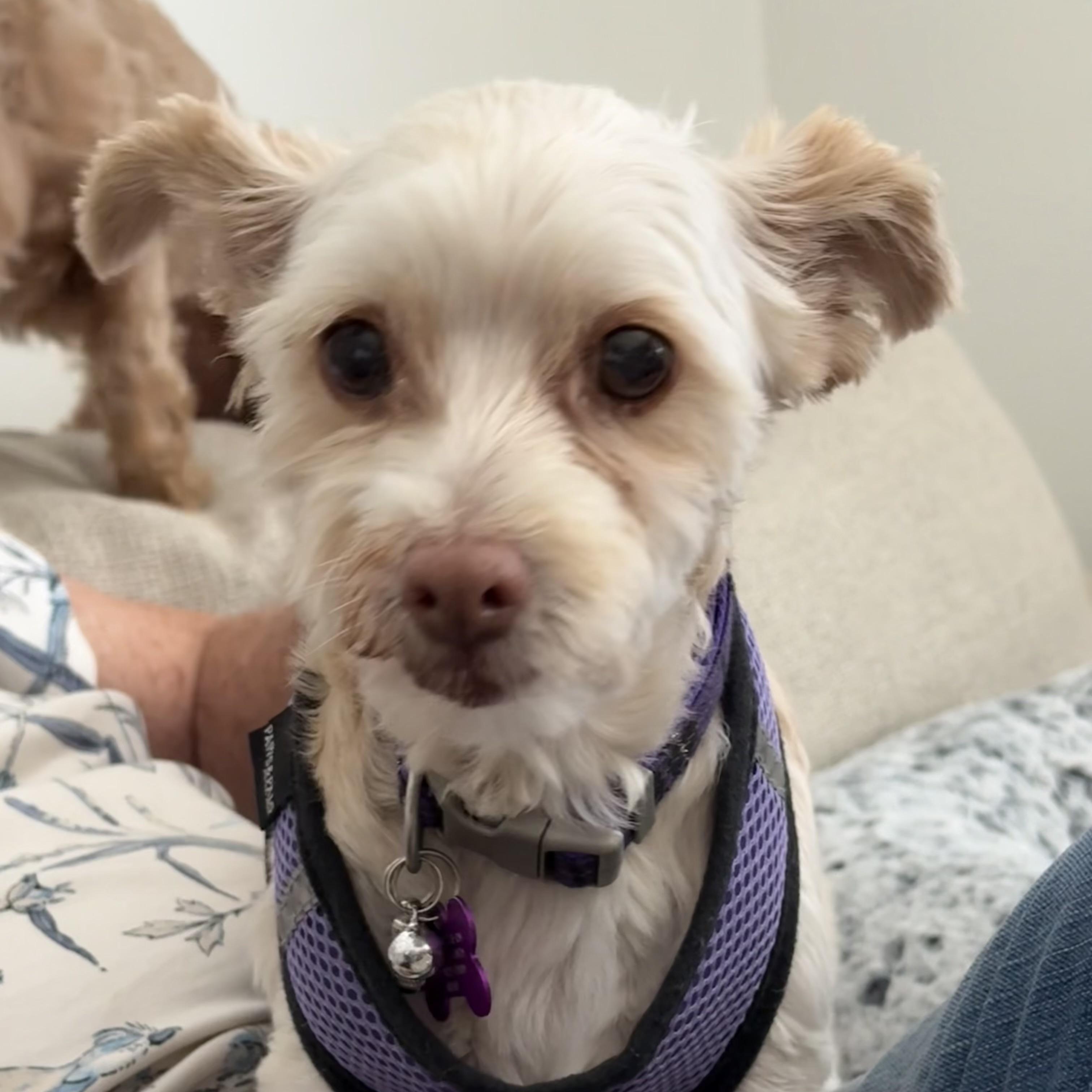 Bella #558, a Adoptable mixed breed in Placentia, CA image 6/6