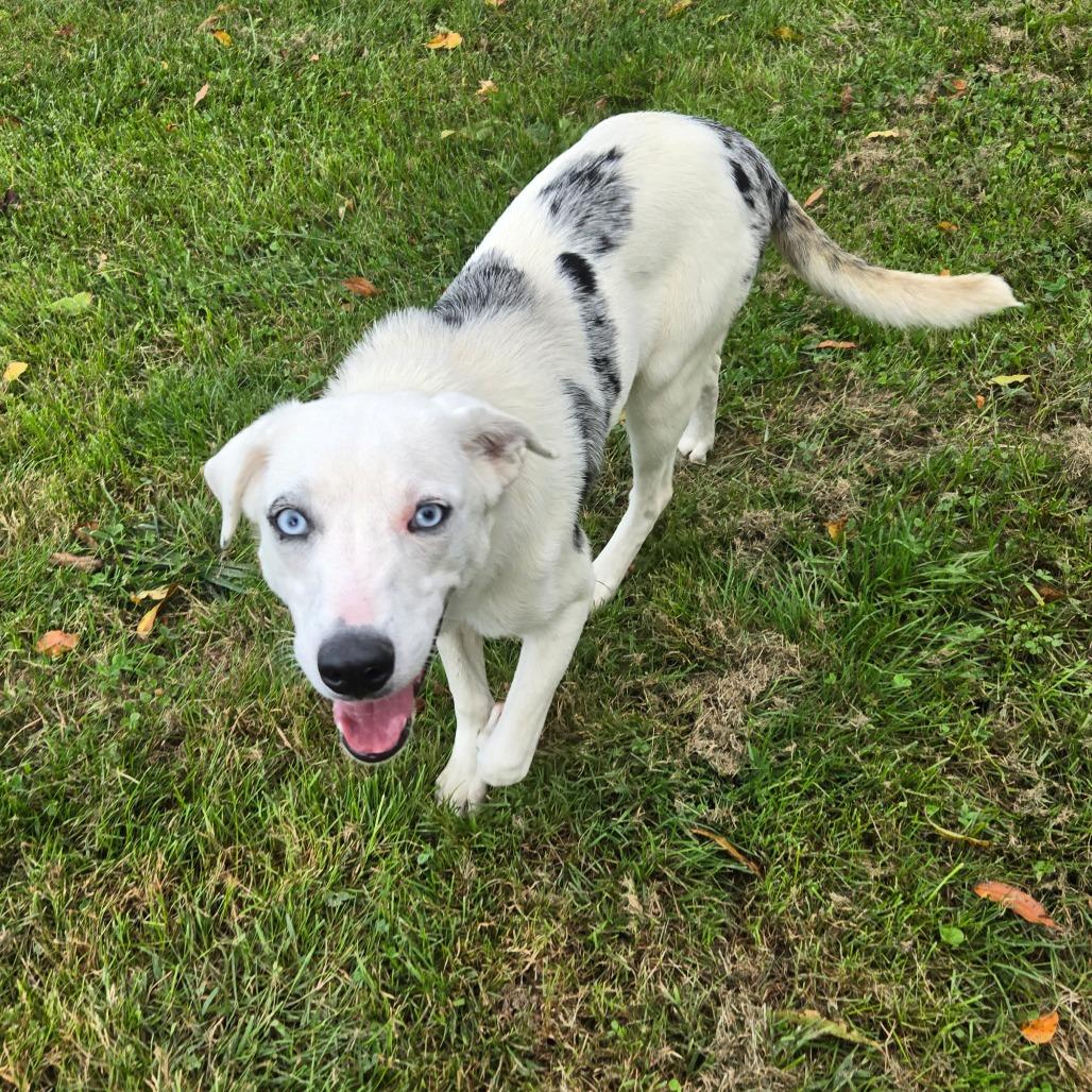 CT Basil, Adoptable, Young Female Australian Cattle Dog / Blue Heeler & Mixed Breed.