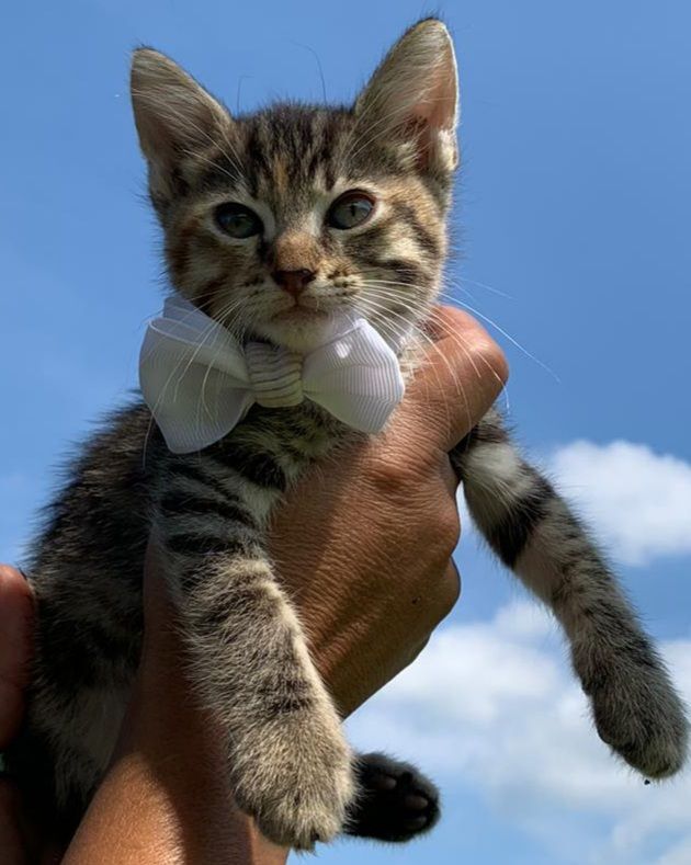 Enlarge Carlita - adorable mackerel tabby baby girl (NH-012987), a Adoptable mixed breed in Windham, NH image 1/7