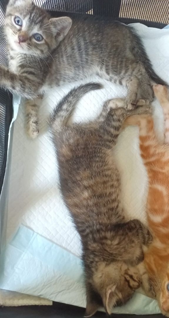 Enlarge Carlita - adorable mackerel tabby baby girl (NH-012987), a Adoptable mixed breed in Windham, NH image 2/7