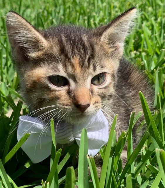 Enlarge Carlita - adorable mackerel tabby baby girl (NH-012987), a Adoptable mixed breed in Windham, NH image 3/7