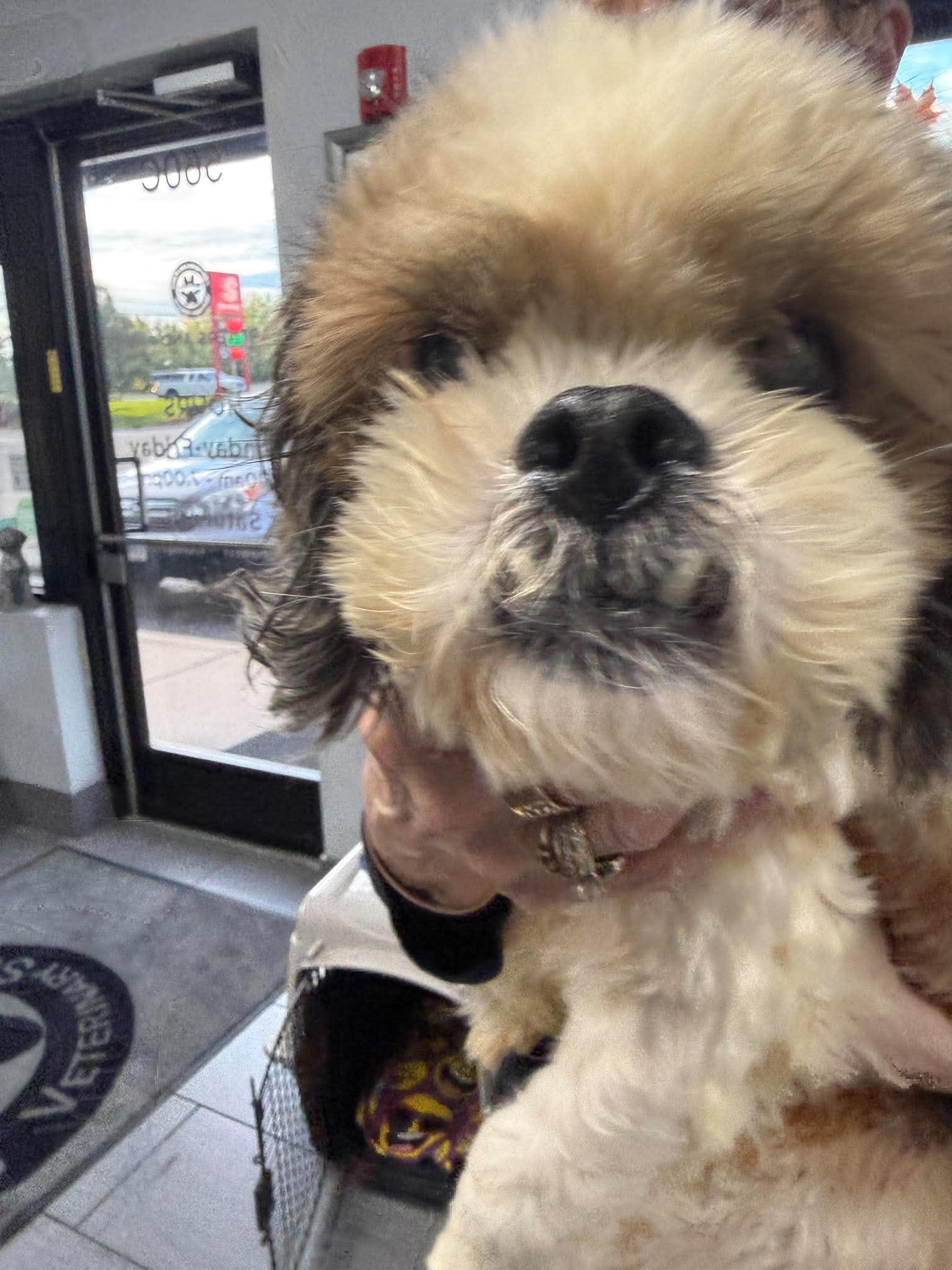 Enlarge Lady, a Adoptable Shih Tzu in Homer Glen, IL image 5/5