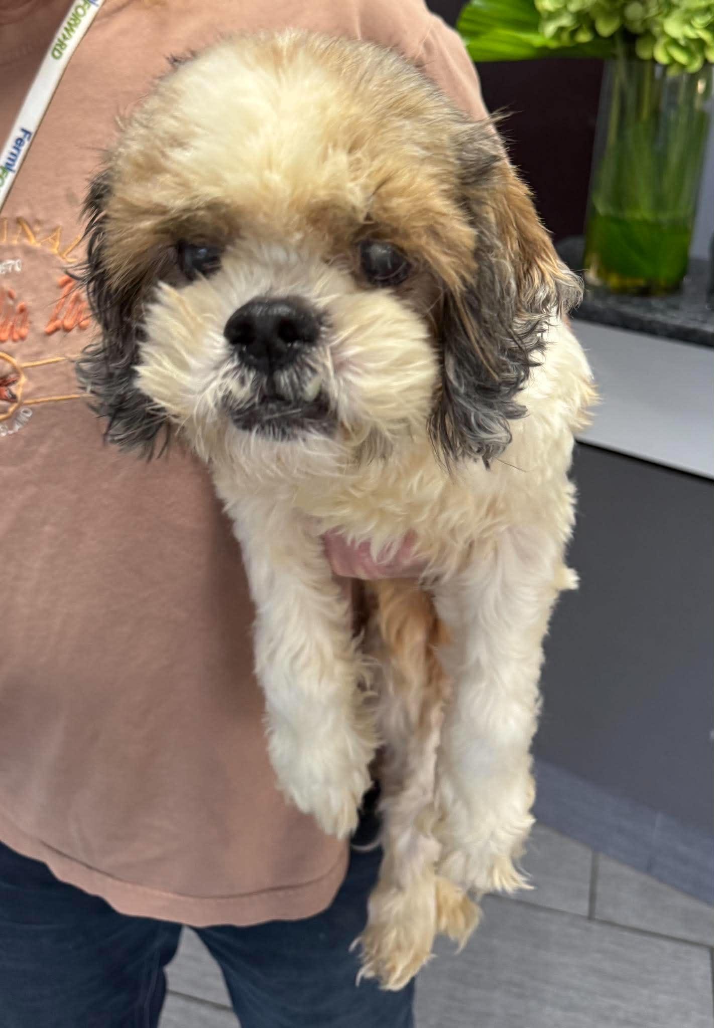 Enlarge Lady, a Adoptable Shih Tzu in Homer Glen, IL image 4/5