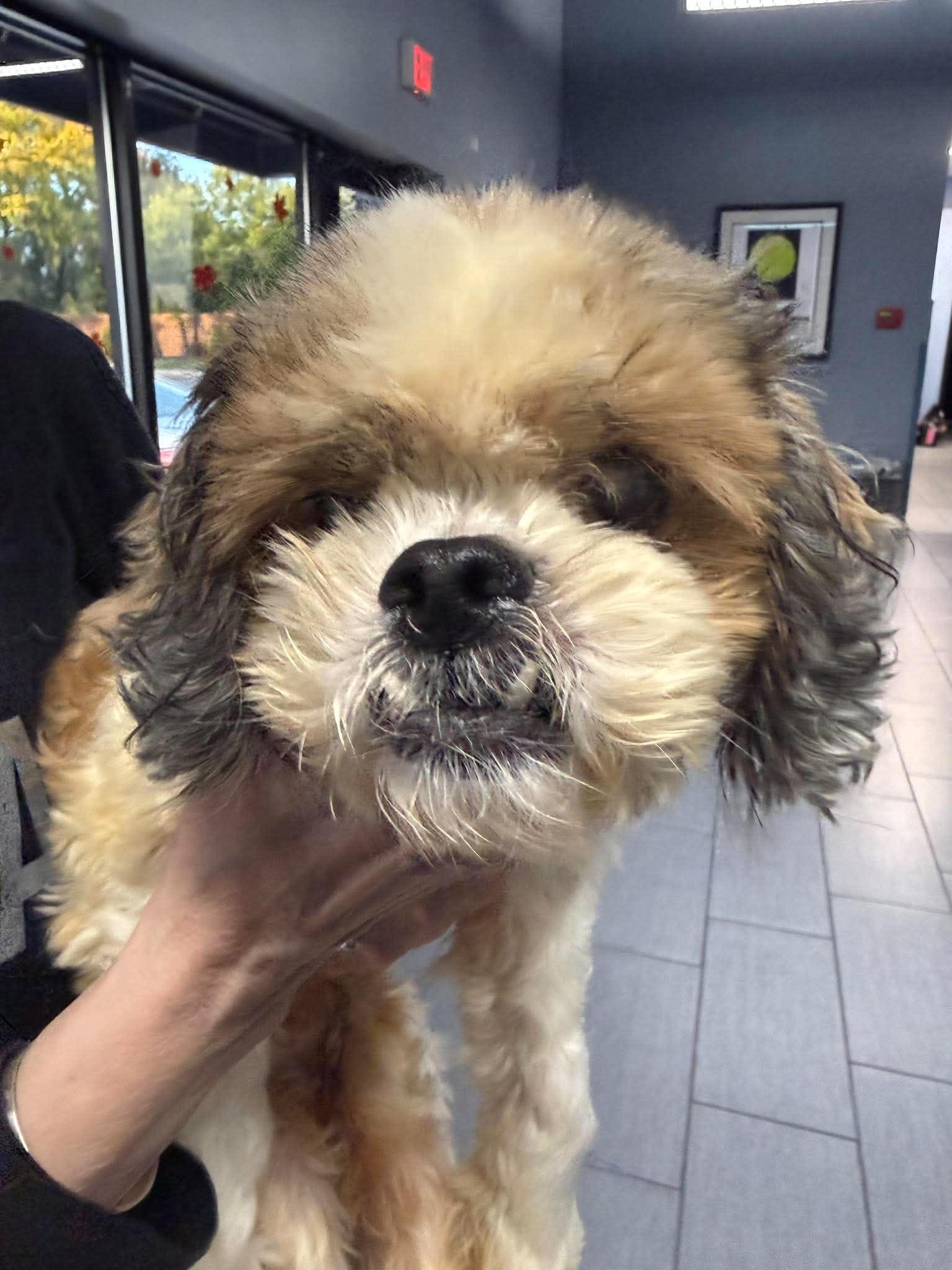 Lady, Adoptable, Senior Female Shih Tzu.