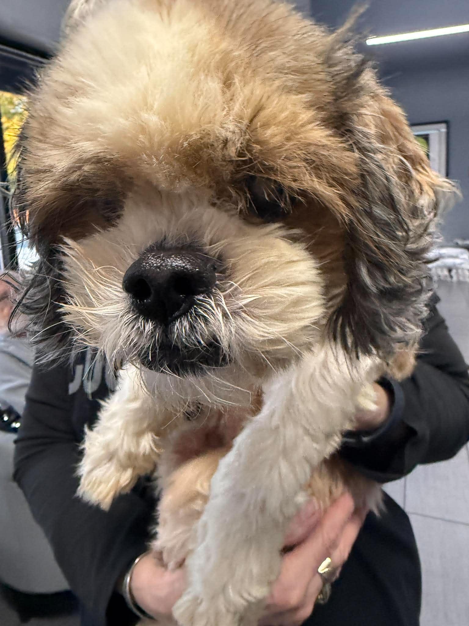 Enlarge Lady, a Adoptable Shih Tzu in Homer Glen, IL image 2/5