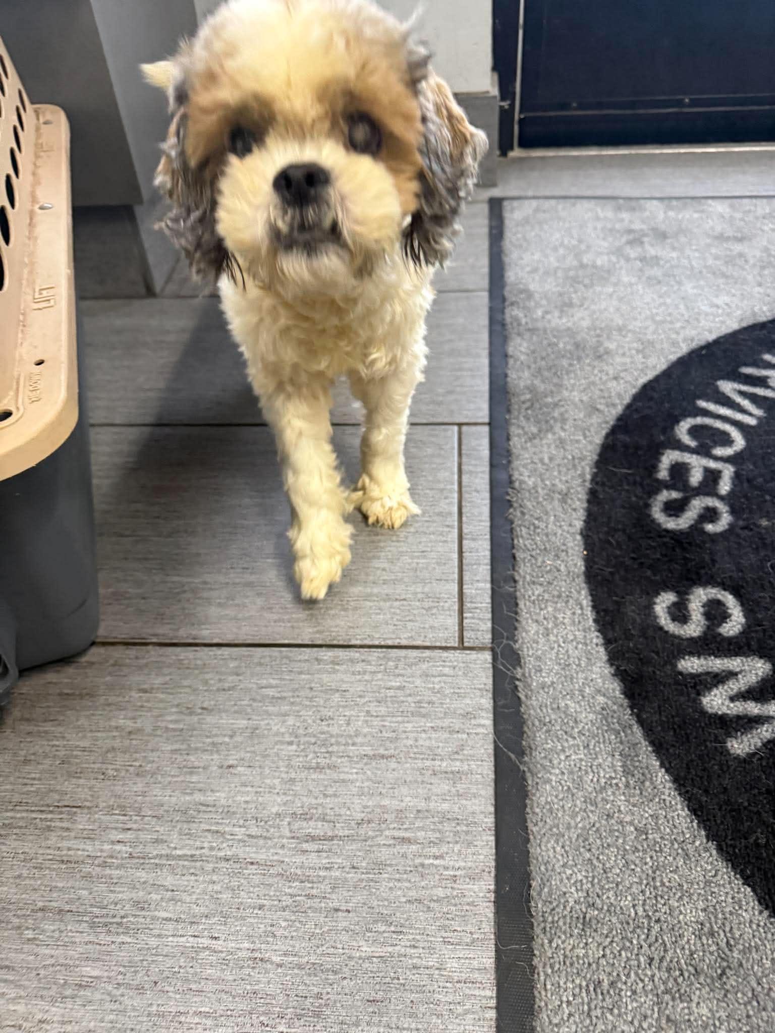 Enlarge Lady, a Adoptable Shih Tzu in Homer Glen, IL image 3/5