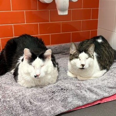 Enlarge Lollipop & Mulberry, a Adoptable Domestic Long Hair in North Haven, CT image 1/5