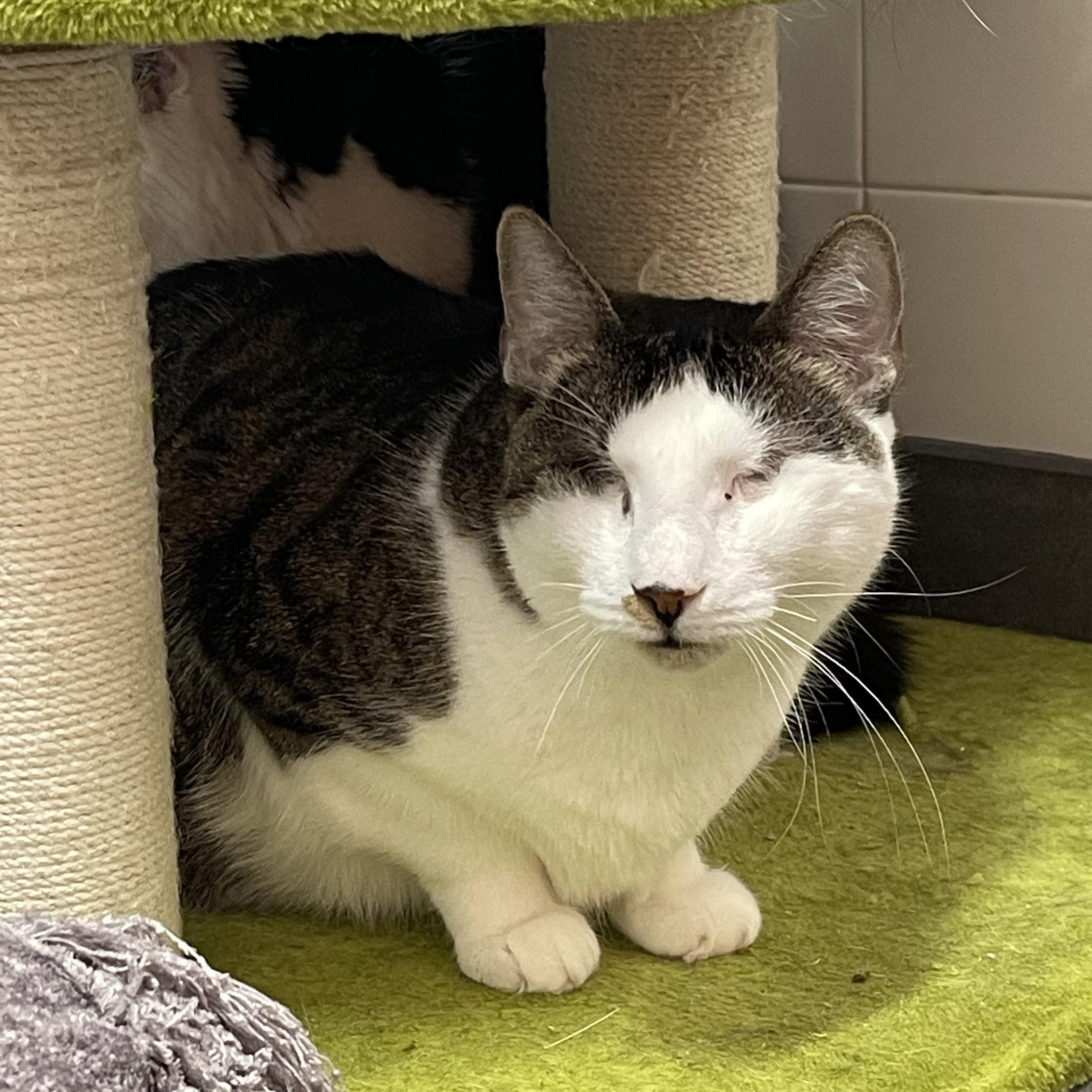 Enlarge Lollipop & Mulberry, a Adoptable Domestic Long Hair in North Haven, CT image 4/5