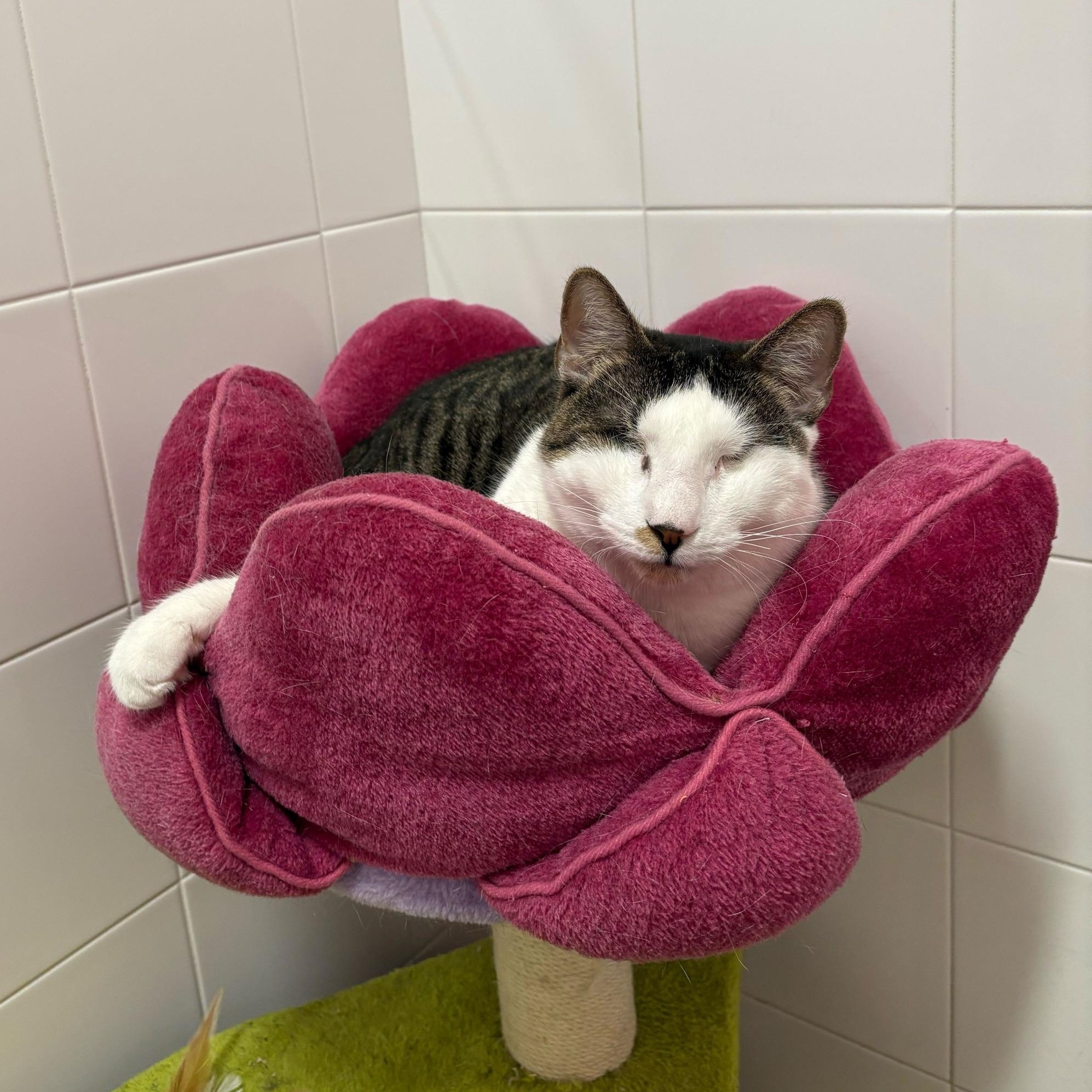 Enlarge Lollipop & Mulberry, a Adoptable Domestic Long Hair in North Haven, CT image 3/5