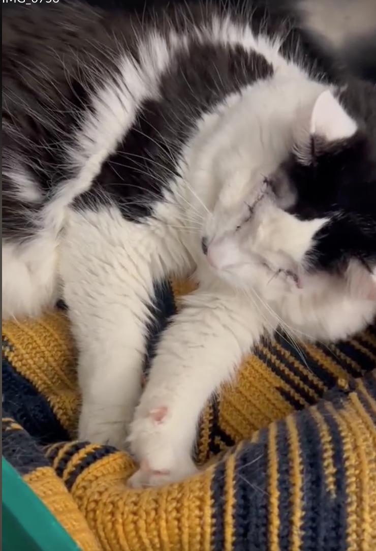 Enlarge Lollipop & Mulberry, a Adoptable Domestic Long Hair in North Haven, CT image 5/5