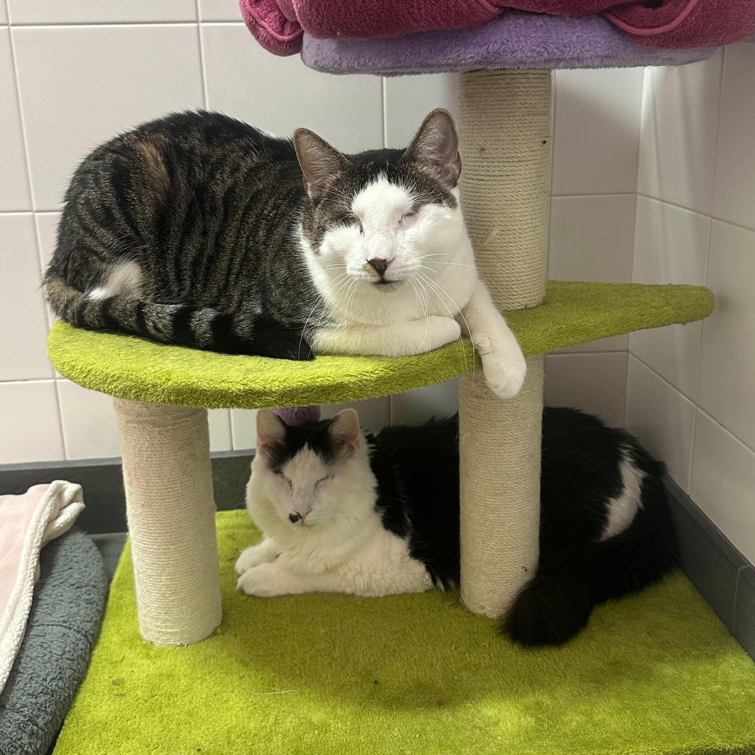 Enlarge Lollipop & Mulberry, a Adoptable Domestic Long Hair in North Haven, CT image 2/5