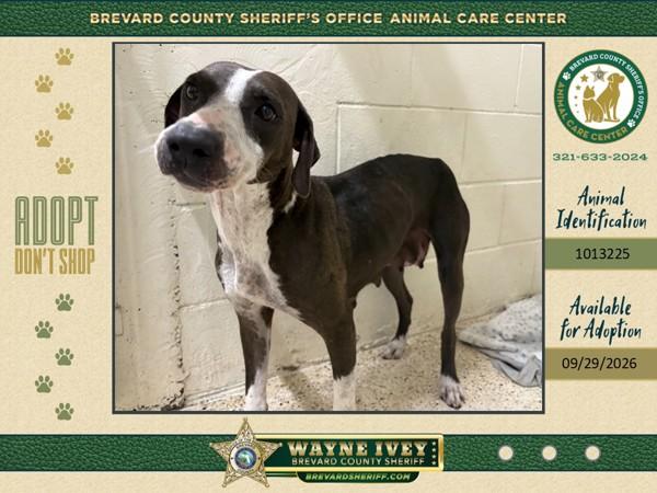 Enlarge Alice, a Adoptable mixed breed in Melbourne, FL image 1/1