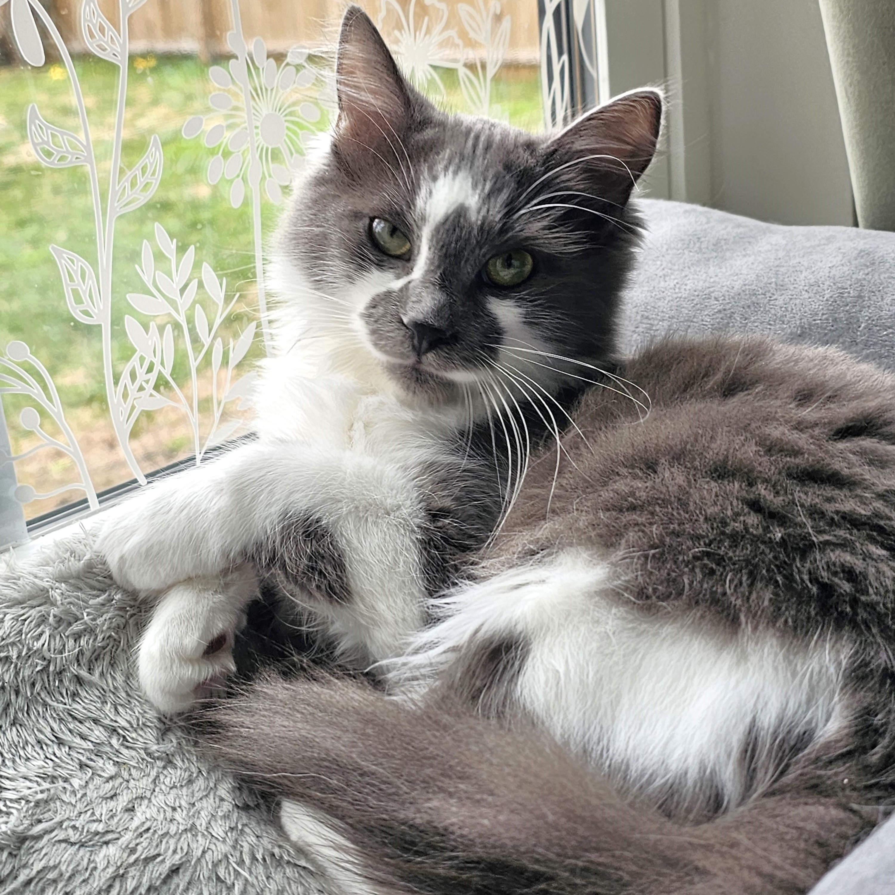 Kingfisher, adopted, Kitten Male Domestic Medium Hair.