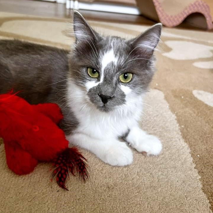 Enlarge Kingfisher, an adopted Domestic Medium Hair in Apex, NC image 5/6