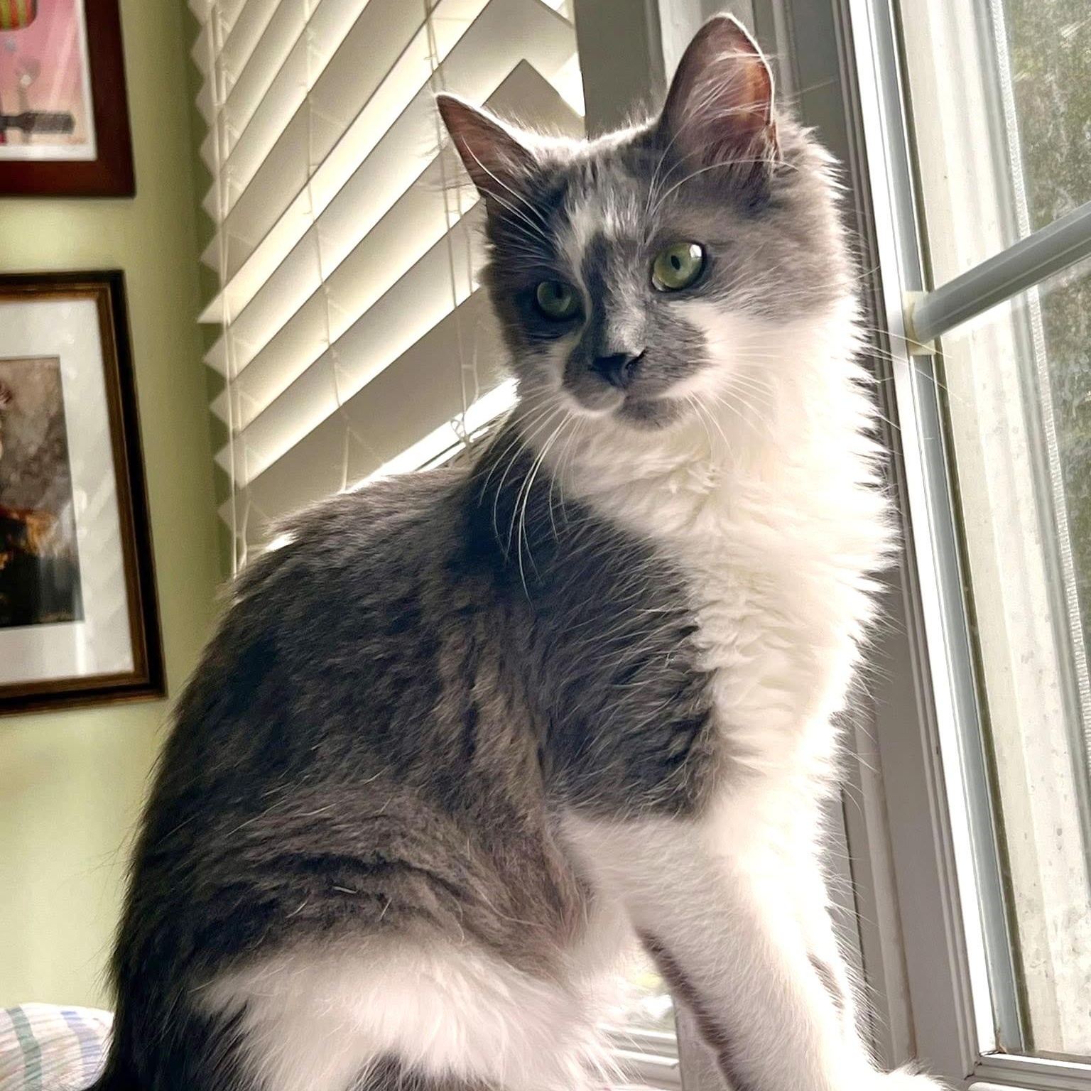 Enlarge Kingfisher, an adopted Domestic Medium Hair in Apex, NC image 4/6