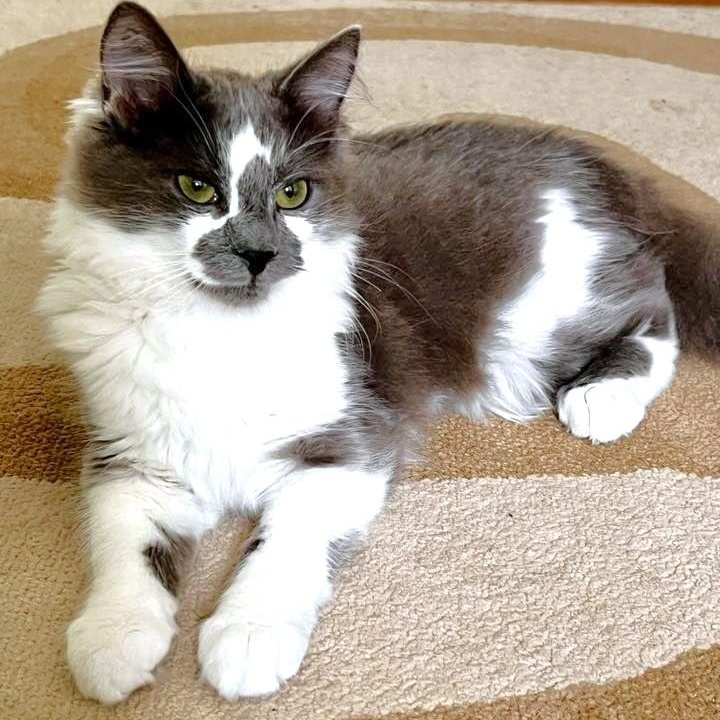 Enlarge Kingfisher, an adopted Domestic Medium Hair in Apex, NC image 6/6