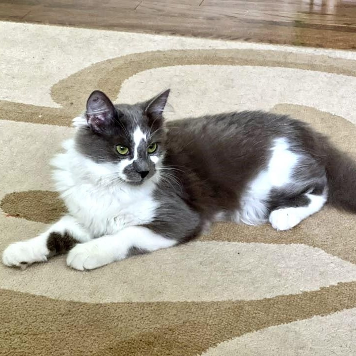 Enlarge Kingfisher, an adopted Domestic Medium Hair in Apex, NC image 3/6