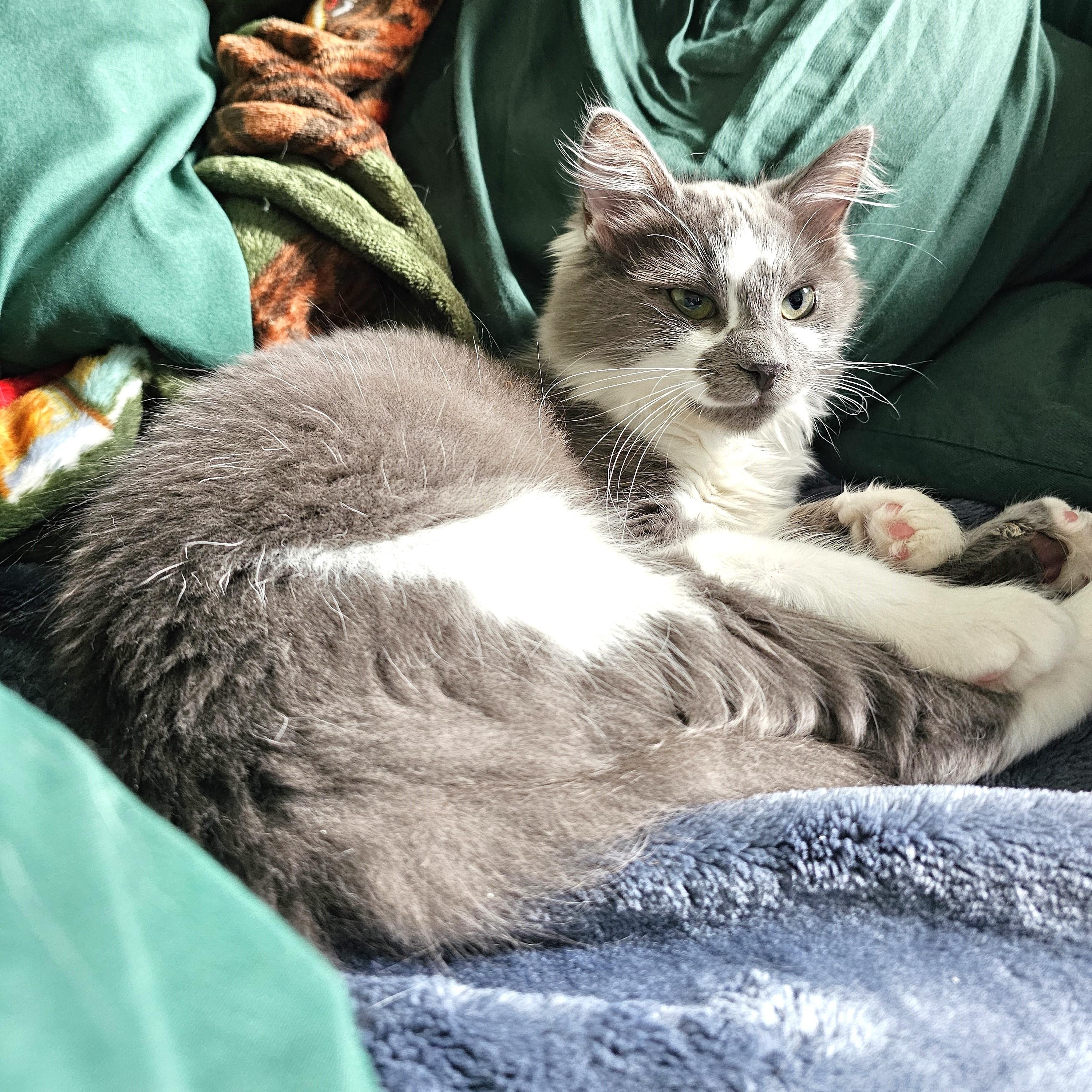 Enlarge Kingfisher, an adopted Domestic Medium Hair in Apex, NC image 2/6