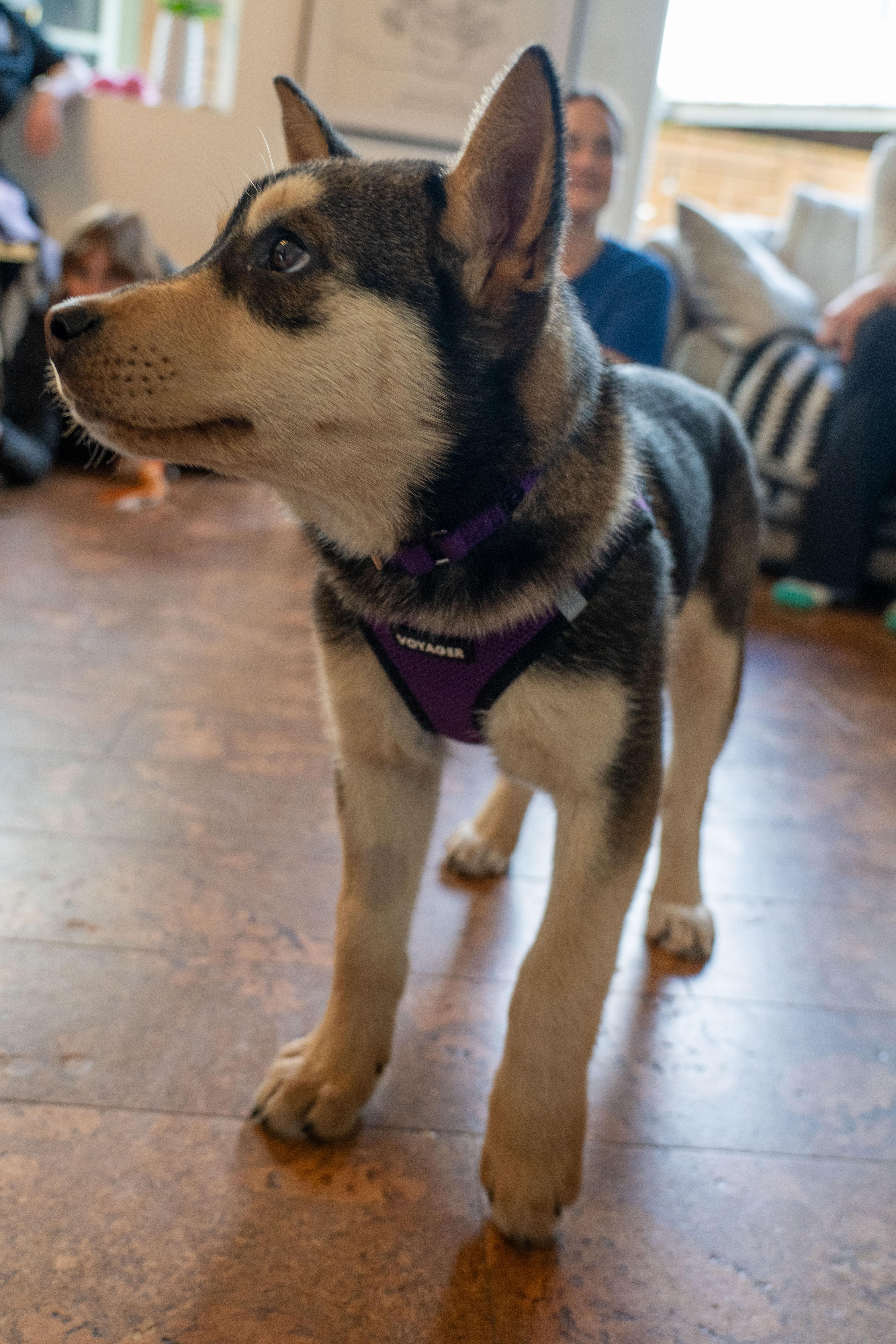 Enlarge Moon, an adopted mixed breed in Portland, OR image 5/6
