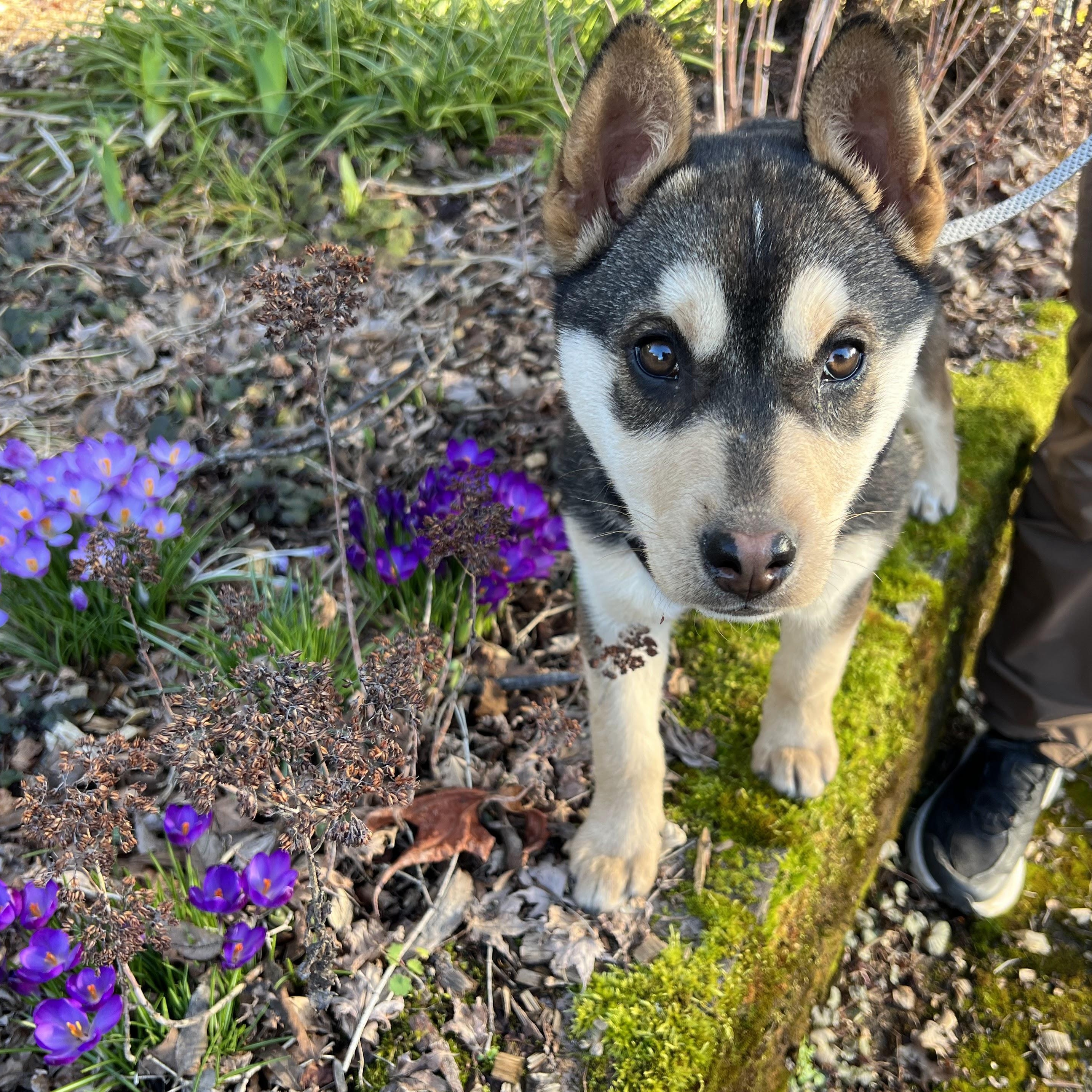 Enlarge Moon, an adopted mixed breed in Portland, OR image 2/6