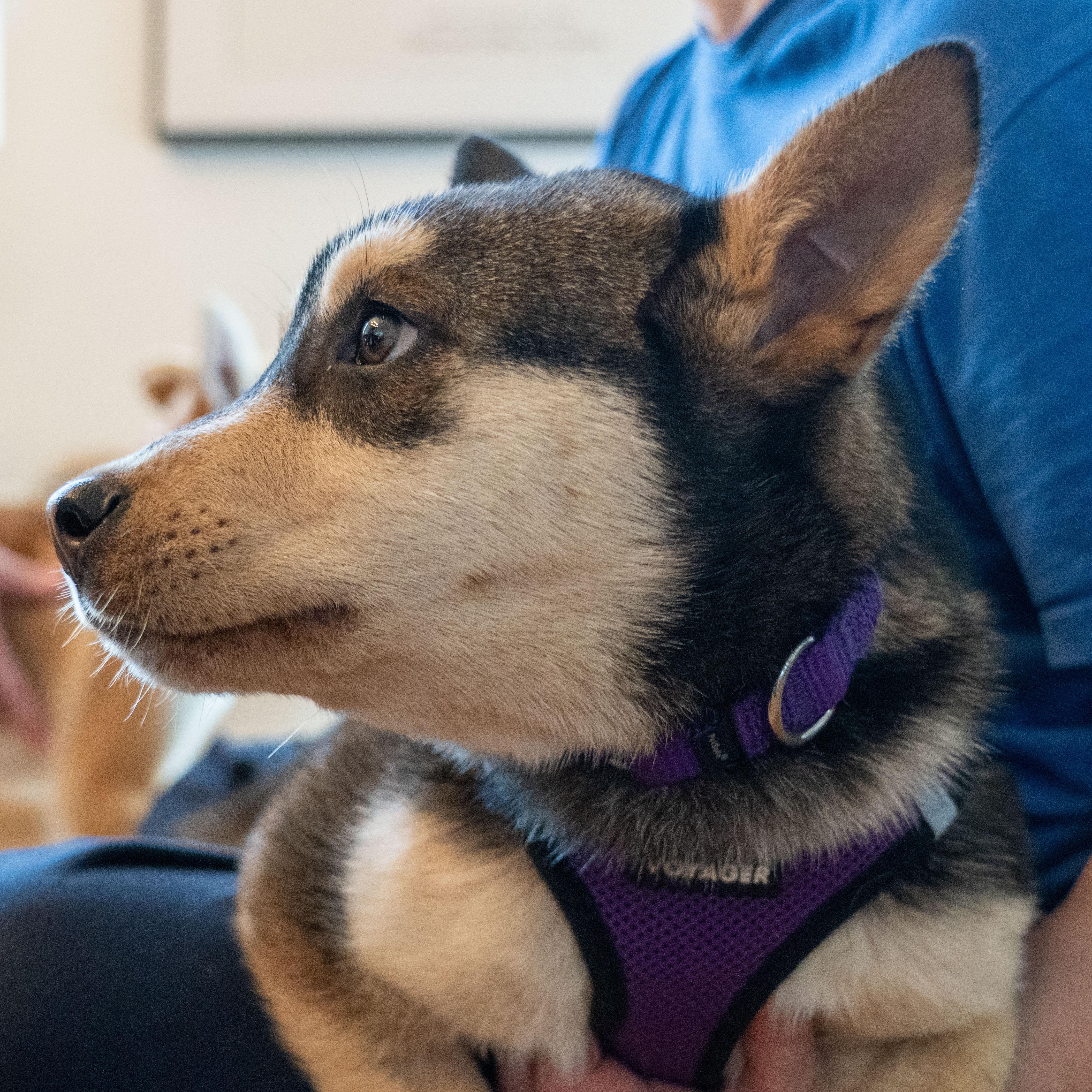 Enlarge Moon, an adopted mixed breed in Portland, OR image 4/6