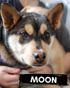 Moon, adopted, Puppy Female Australian Cattle Dog / Blue Heeler & Siberian Husky.