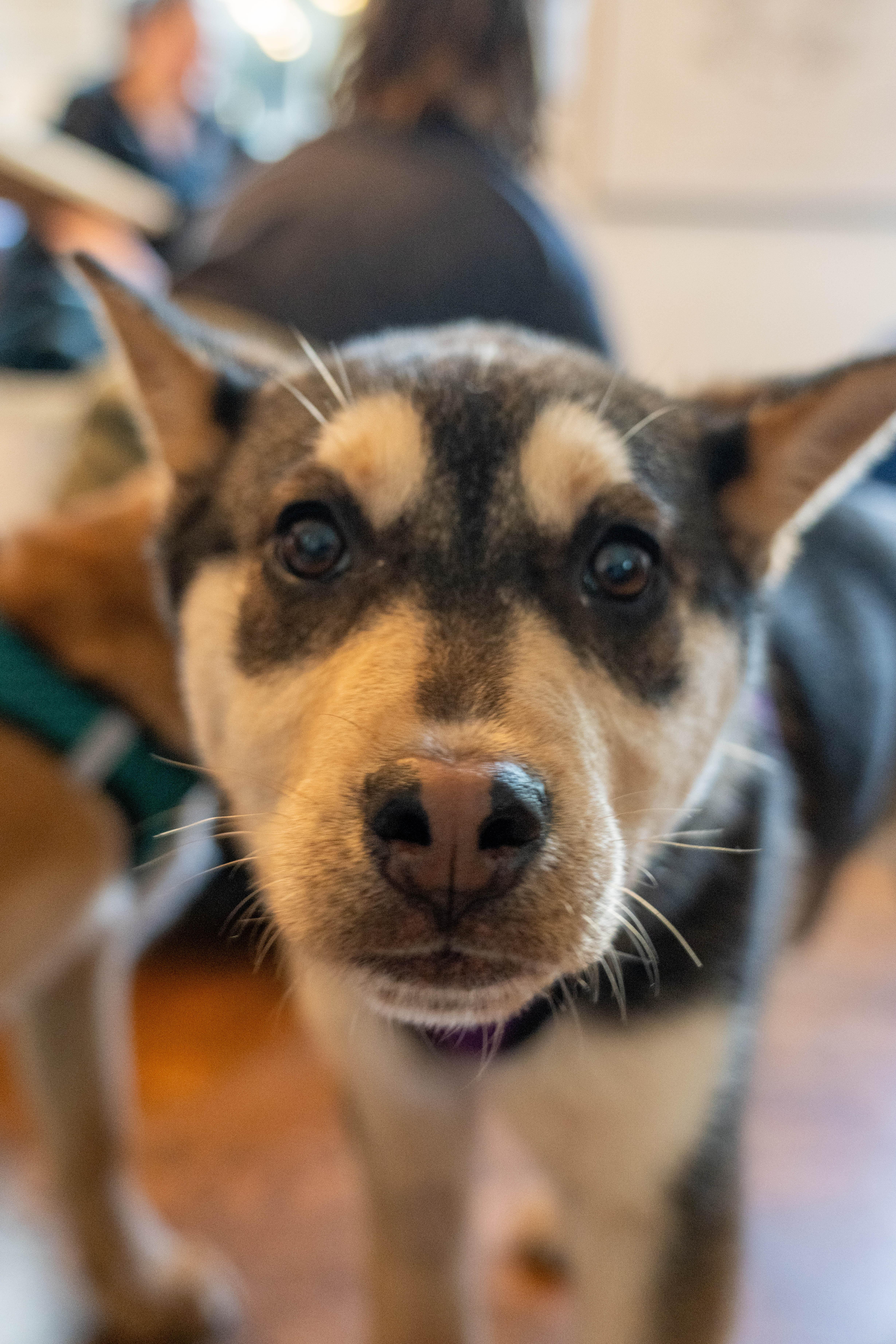 Enlarge Moon, an adopted mixed breed in Portland, OR image 3/6