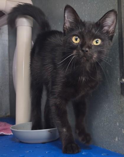 Enlarge Ainsley, a Adoptable mixed breed in La Harpe, KS image 1/3