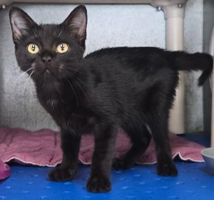 Enlarge Ainsley, a Adoptable mixed breed in La Harpe, KS image 2/3