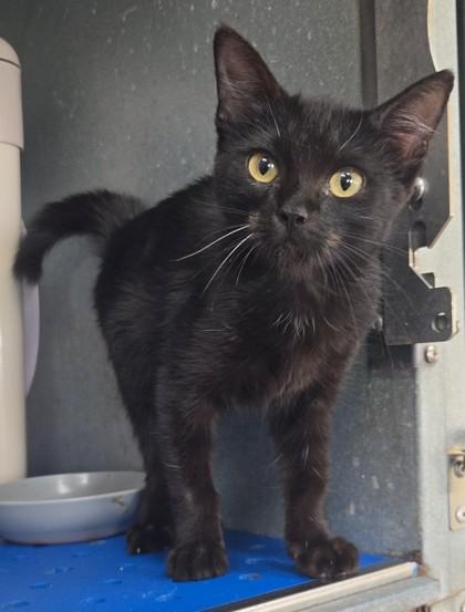 Enlarge Ainsley, a Adoptable mixed breed in La Harpe, KS image 3/3
