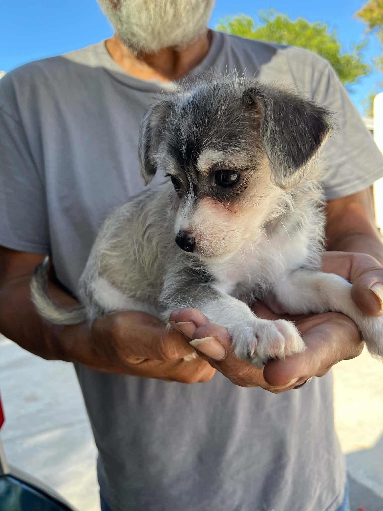 Enlarge Biscuit, a ADOPTABLE mixed breed in Warrenton, VA image 2/4