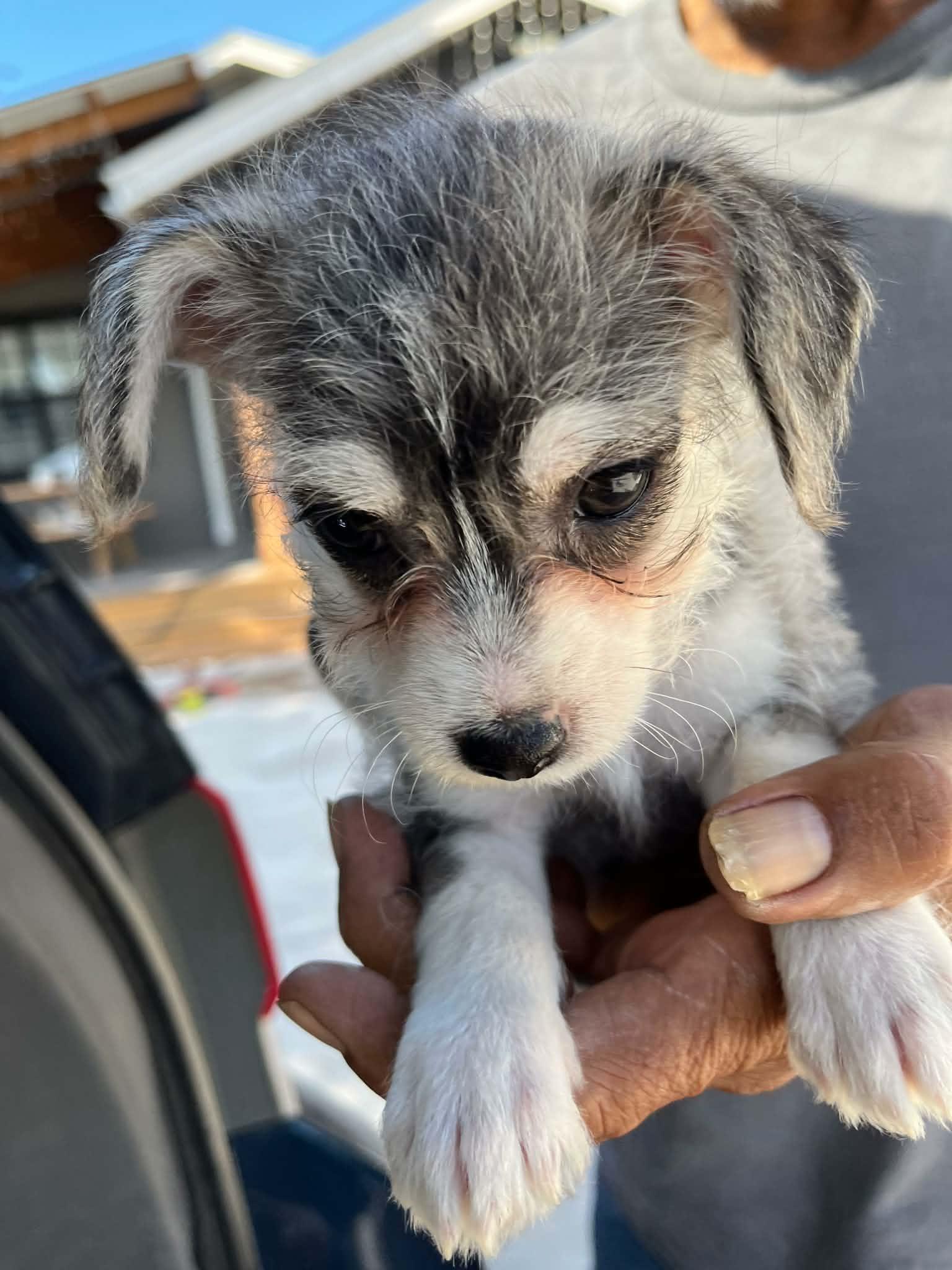 Biscuit, ADOPTABLE, Puppy Male Terrier & Chihuahua.