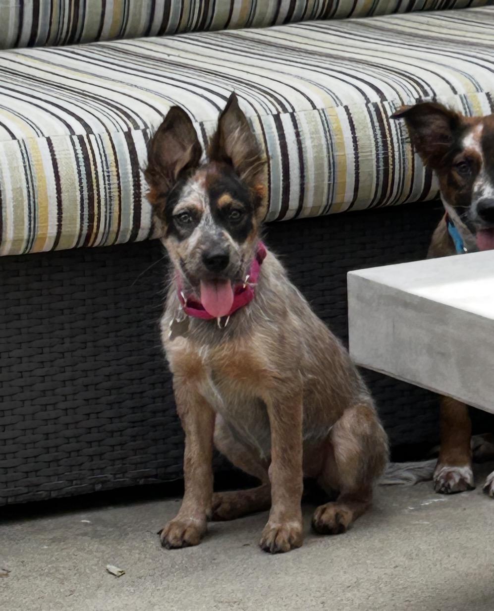 Enlarge Hansel , an adopted mixed breed in Tarzana, CA image 2/4