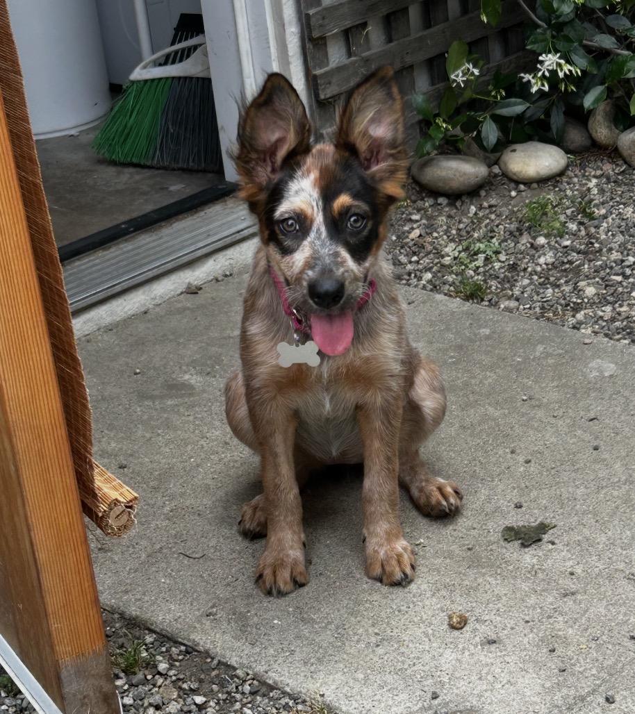 Enlarge Hansel , an adopted mixed breed in Tarzana, CA image 4/4