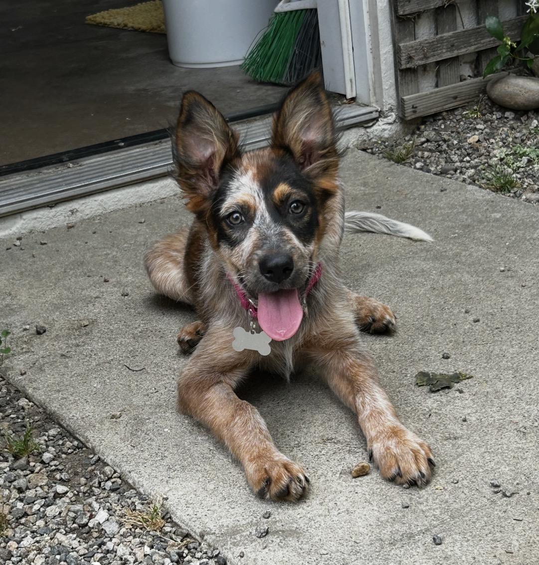 Hansel , adopted, Puppy Male Australian Shepherd & Australian Cattle Dog / Blue Heeler.