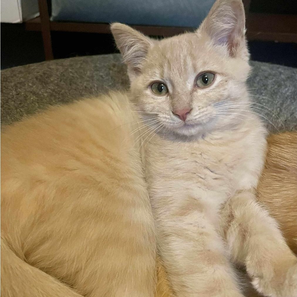 Lavender thumbnail 3