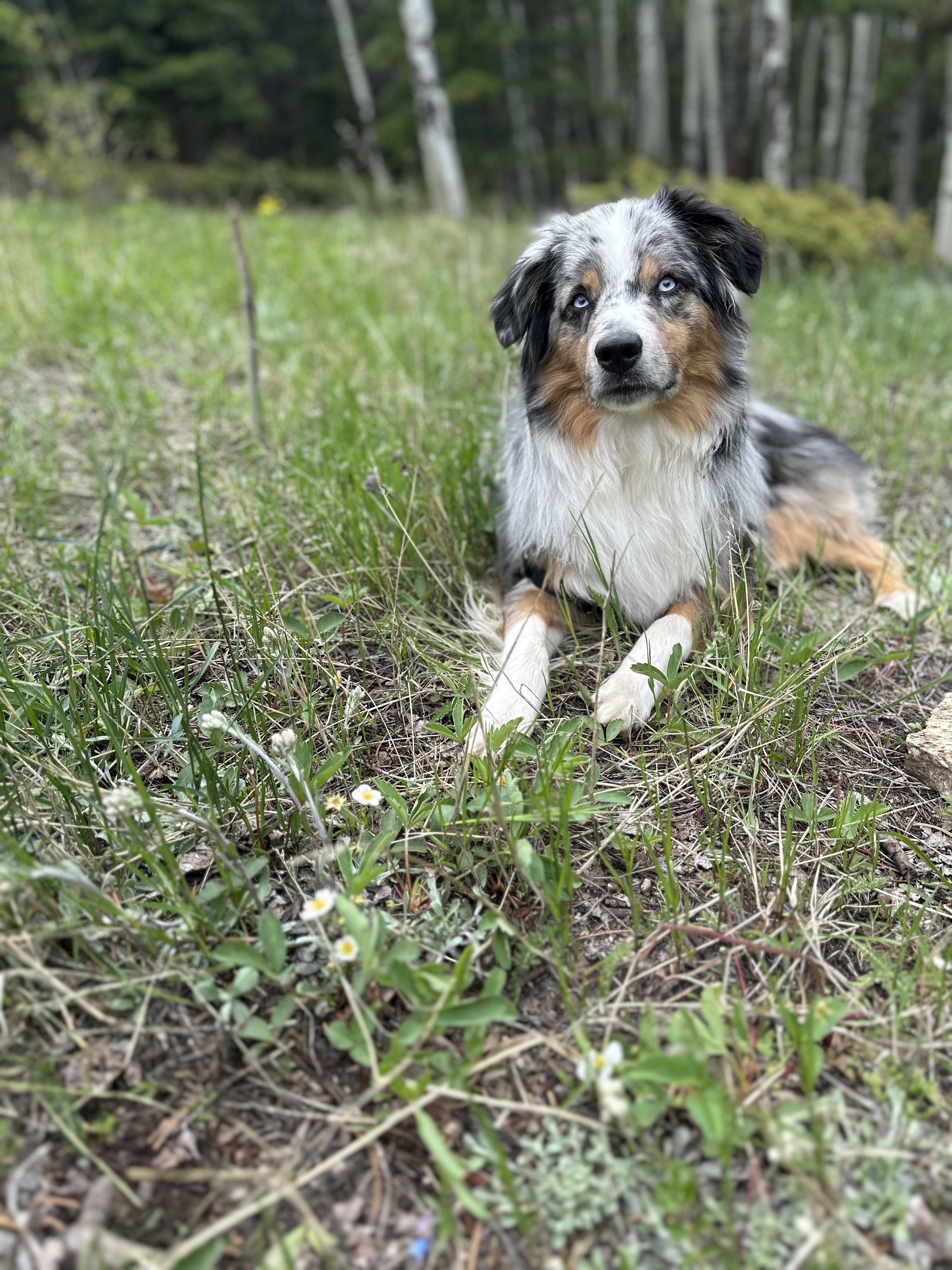 Enlarge Cusco - COURTESY POST - INDIANAPOLIS IN, a Adoptable Australian Shepherd in Indianapolis, IN image 3/5
